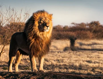 IR 2020 quando devo declarar